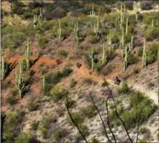  ?? SCOTT MORRIS VIA AP ?? In this photo provided by Scott Morris, riders are shown on the long distance Arizona Trail, weaving through Saguaro Cactus. The Arizona Trail travels from Mexico to Utah, through the backcountr­y.