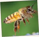  ??  ?? IMPOSTER: The African honeybee is known for its angry nature