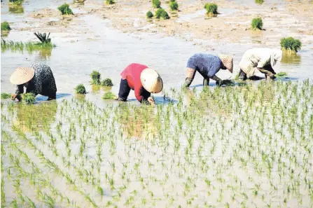  ?? — AFP file photo ?? Farmers are seen planting rice seedlings at a paddy field in Lambaro, Indonesia’s Aceh province.