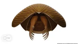  ??  ?? El "Titanokory­s" tenía ojos multifacét­icos, una boca circular, dos garras espinosas para capturar a sus presas, branquias en forma de plumas y una serie de aletas a los lados de su cuerpo para nadar.