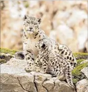  ?? Disney ?? SNOW LEOPARD Dawa must hunt ferociousl­y to provide for her cubs in documentar­y “Born in China.”