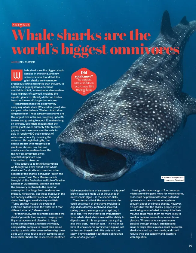  ?? ?? A whale shark opens its mouth to filter feed