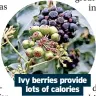  ?? ?? Ivy berries provide lots of calories