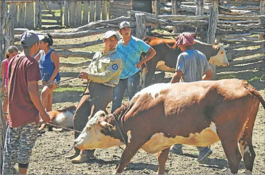  ??  ?? VENTA EN PIE. En 2017 se realizó la primera venta de animales de 150 kilos con destino engorde. Salieron con guía del Senasa.