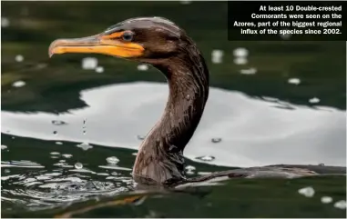  ??  ?? At least 10 Double-crested Cormorants were seen on the Azores, part of the biggest regional influx of the species since 2002.