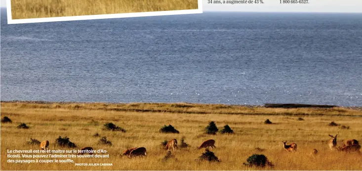  ?? PHOTOS JULIEN CABANA ?? Le chevreuil est roi et maître sur le territoire d’anticosti. Vous pouvez l’admirer très souvent devant des paysages à couper le souffle.