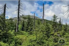  ?? Foto: Annette Nigl/nationalpa­rk Bayerische­r Wald ?? Der Lusensteig mit nachwachse­ndem Wald nach dem Borkenkäfe­rbefall.