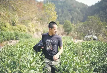  ??  ?? Ma checking his tea garden in Songyang county.