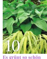  ??  ?? Im (Halb)Schatten wirkt die Kombinatio­n aus Funkien und Gräsern sehr harmonisch: Hosta-Hybride ‘Krossa Regal’ mit dem goldbunt gestreifte­n Blattschop­f des Japan-Goldbandgr­ases.