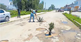  ?? CÉSAR MARTÍNEZ ?? Pobladores colocaron ejemplares naturales