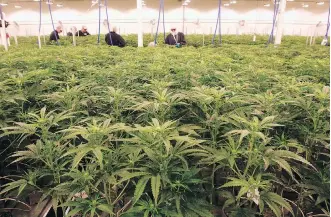  ?? DEAN PILLING ?? Workers at Sundial Growers in Olds tend to thousands of cannabis plants.