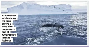  ??  ?? A humpback whale shows its fluke before a deep dive underneath one of Antarctica’s largest icebergs