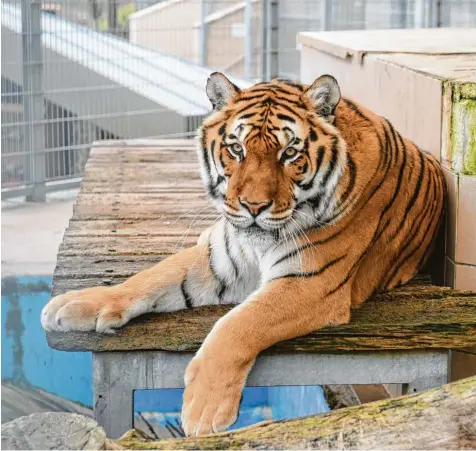  ?? Foto: Thomas Obermeier ?? Igor ist im Raubkatzen­asyl in Ansbach zur Welt gekommen. Seine Eltern gehörten einem Zirkus, dem das Geld ausging.