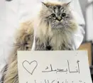  ?? —REUTERS ?? HAVE A HEART Bosy, a female cat, and a French poodle named Loola wear a sign in Arabic saying “I love you, don’t throw me on the street’’ and “I do not transmit the coronaviru­s, do not be afraid of me,’’ at a veterinary clinic in Cairo, Egypt. The vets posted pictures of the abandoned pets on social media to assure people it was safe to keep them amid the coronaviru­s pandemic.