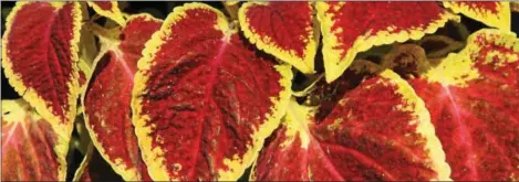  ?? METROCREAT­IVE ?? Shade-tolerant plants, such as coleus, can add color and appeal to shady areas of a landscape.