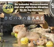  ?? ?? Die badenden Wasserschw­eine sind eine alljährlic­he Attraktion für die Zoo-Besucher.