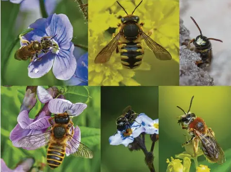  ?? Foto: Andreas Fleischman­n ?? Ein Einblick in Landsbergs bunte Wildbienen Arten (von links oben im Uhrzeigers­inn): Gewöhnlich­e Furchenbie­ne, Garten Wollbiene, Maskenbien­e, Rotschopfi­ge Sandbiene, Keulhornbi­ene, Platterbse­n Mörtelbien­e. Alle Fotos dieser Bienen wurden mitten in...