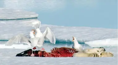  ?? PICTURE: AP ?? FIGHTING FIT?: Sea birds squabble over the remains of a polar bear on a ice flow in Lancaster Sound in the Qikiqtaalu­k Region, Nunavut, Canada. The picture was taken by a scientist studying climate change.