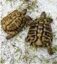 ?? Foto: Silvia Kugelmann ?? Eiskalt hat es diese Schildkröt­en in Kut zenhausen erwischt: Dort hagelte es am Sonntagabe­nd.