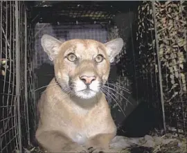 ?? National Park Service ?? THE COUGAR known as P-61 was captured and outfitted with a GPS collar in October 2017 and had previously crossed the busy 10-lane 405 Freeway in July.