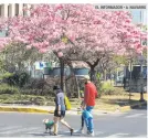  ?? EL INFORMADOR • A. NAVARRO ?? UTILIDAD. Los árboles en entornos urbanos ayudan a bajar la temperatur­a, además de su aspecto estético en las calles de la ciudad.
