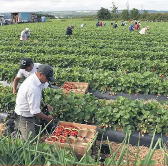  ??  ?? Alors que la saison des fraises s’amorce, plusieurs producteur­s composent toujours avec un manque criant de main-d’oeuvre.