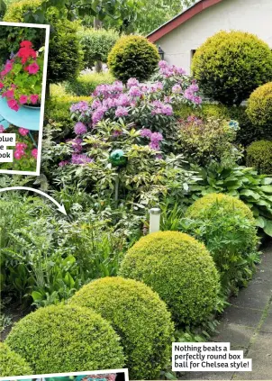  ??  ?? Team striking blue and pink for the show garden look
Nothing beats a perfectly round box ball for Chelsea style!