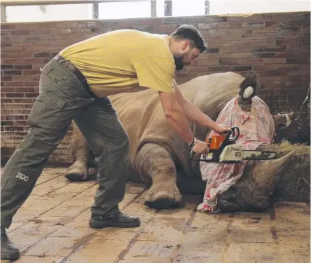  ??  ?? A zookeeper removes a rhino’s horn with a chainsaw at Dvur Kralove Zoo.