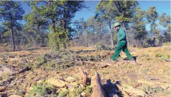  ?? ADOLPHE PIERRE-LOUIS/JOURNAL ?? Aaron Johnson, Sandia Ranger District timber manager, inspects a mulched area just cleared by a masticator machine on Tuesday.