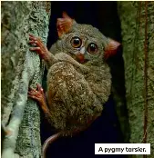 Meeting a real-life gremlin - PressReader