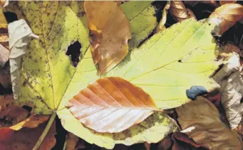  ?? ?? HARVEST TIME: Turn fallen leaves into a valuable soil conditione­r or mulch.