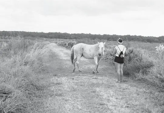  ?? FLORIDA RAMBLER ?? On the north end of Paynes Prairie Preserve State Park near Gainesvill­e, you’re more likely to see wild horses.