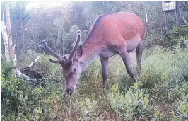  ??  ?? BLIR FLERE: Hjorten øker i antall på Sørlandet. Denne er fotografer­t i Øvre Landvik av Reidar Hellelands automatisk­e viltkamera.