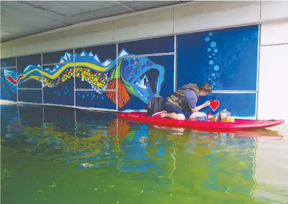  ?? GAVIN YOUNG ?? Calgary artist Brad Hays did much of his painting from a standup paddle board as he worked on a unique mural under the bridge crossing the Bowness Lagoon. It draws on a Calgary Herald news story from 1942 when a massive lingcod was caught and killed by parks staff.