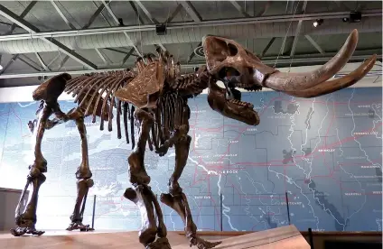  ?? The Sentinel-Record/Donald Cross ?? ■ A lifesize mastodon skeleton is shown at Mid-America Science Museum.