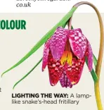  ?? ?? LIGHTING THE WAY: A lamplike snake’s-head fritillary