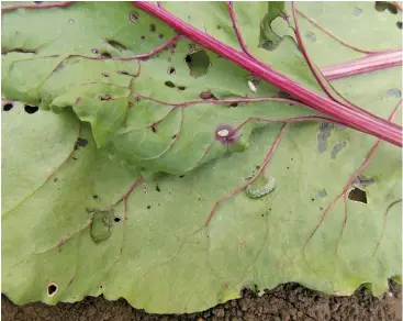  ?? BILL KERR ?? ABOVE:The larva of a Hawaiian beet webworm with a parasitoid cocoon from which a wasp has already hatched.