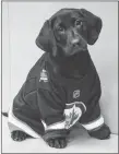  ?? CP PHOTO ?? The Winnipeg Jets have named their new security puppy Lenny after one of their oldest and most beloved fans.