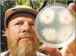  ?? ROBERT TONG — MARIN INDEPENDEN­T JOURNAL FILE PHOTO ?? Garey Slaughter, a lab tech to professor David Rizzo at UC Davis, displays a petri dish with the oak tree fungus Phytophtho­ra.