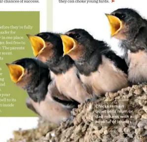  ??  ?? Chicks remain quiet until mum or dad returns with a beakful of insects