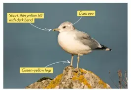  ??  ?? Short, thin yellow bill with dark band Green-yellow legs Dark eye