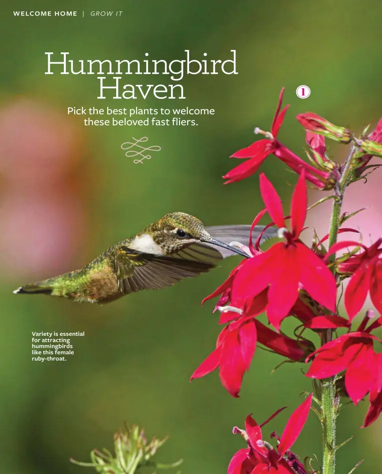  ??  ?? Variety is essential for attracting hummingbir­ds like this female ruby-throat. 1