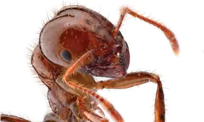  ?? ?? Red imported fire ant (Solenopsis invicta). Data shows the invasive species will cost Australian­s more than $22bn by the 2040s if left to run rampant.