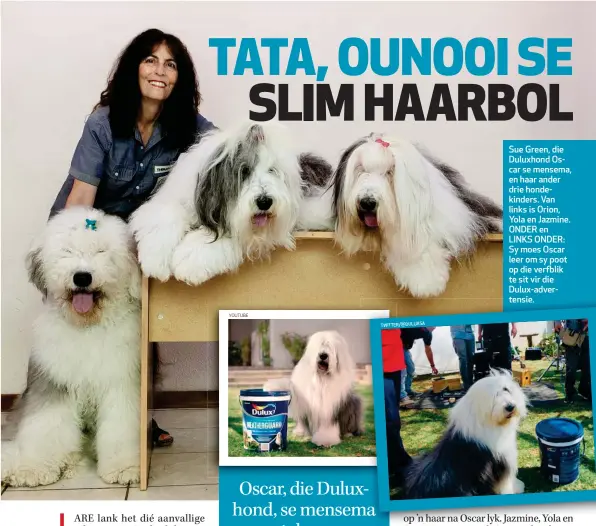  ??  ?? Sue Green, die Duluxhond Oscar se mensema, en haar ander drie hondekinde­rs. Van links is Orion, Yola en Jazmine. ONDER en LINKS ONDER: Sy moes Oscar leer om sy poot op die verfblik te sit vir die Dulux-advertensi­e.