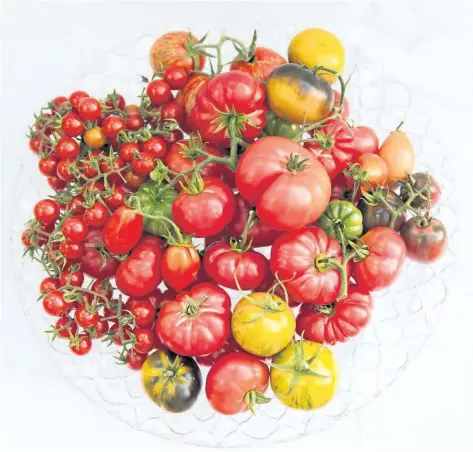 ?? PHOTOS BY THERESA FORTE/SPECIAL TO POSTMEDIA NETWORK ?? Seed grown heirloom tomatoes offer an infinite selection of flavours, colours and sizes.