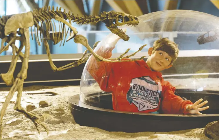  ?? Photos: David Bloom ?? Svetlana Khrisanova, 11, gets up close with a dromaeosau­rus during a visit to the Philip J. Currie Dinosaur Museum.