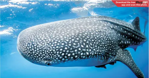  ??  ?? A whale shark giving the photograph­er the beady eye Download the free app and scan this photo.