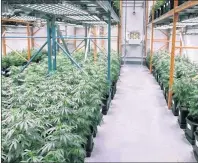  ?? CP PHOTO ?? Growing cannabis plants intended for the medical marijuana market are shown at OrganiGram in Moncton, N.B.