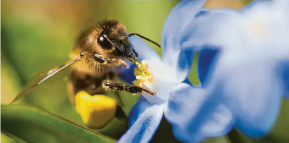  ?? Foto: Monika Skolimowsk­a, dpa ?? Das Bienen-Volksbegeh­ren ist nun offiziell Gesetz in Bayern. Der Landtag hat den Gesetzentw­urf angenommen und geht in einigen Punkten sogar darüber hinaus.