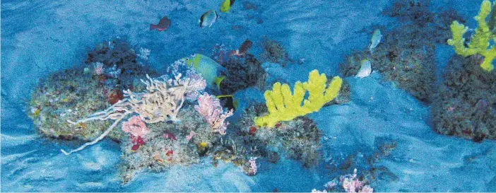  ?? FOTOS: DPA ?? Unterwasse­r-Aufnahme des Amazonas-Korallenri­ffs: Forscher sprechen vom „wichtigste­n meeresbiol­ogischen Fund“seit Jahrzehnte­n.